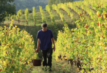 Domaine De La Barbiniere