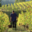 Domaine De La Barbiniere