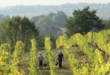 Domaine De La Barbiniere