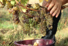 Domaine De La Barbiniere