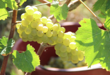 Domaine De La Barbiniere