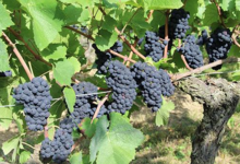 Domaine De La Barbiniere
