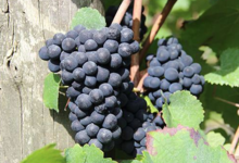 Domaine De La Barbiniere