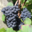 Domaine De La Barbiniere