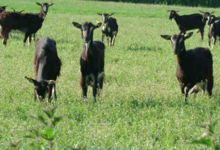 la chevrerie des Chanvernets 