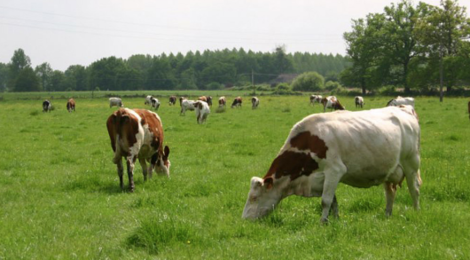 Gaec Bio Avenir. Viande bovine