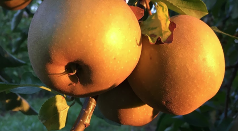 Ferme des Quantières. Pomme Bertanne