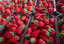 La Ferme de Traon Bihan. Fraises