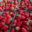 La Ferme de Traon Bihan. Fraises