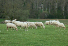 Bergerie fromagerie Les deux Eves