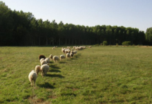 Bergerie fromagerie Les deux Eves