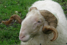 Bergerie fromagerie Les deux Eves