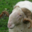 Bergerie fromagerie Les deux Eves