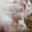 Ferme Trepagne