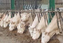 Ferme Trepagne