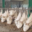Ferme Trepagne