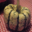 Ferme de la Binette. Courge Patidou