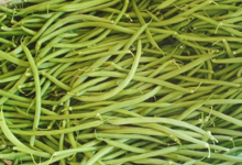 Le Cayre de Valjancelle. Haricot vert