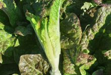 Le Cayre de Valjancelle. Celtuces