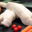 Triperie Française. Pied de veau