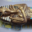 Chocolats Colas. sarcophage Toutankhamon