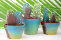 Chocolats Colas. Cactus