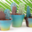 Chocolats Colas. Cactus