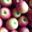 Le jardin aux abeilles. Pommes