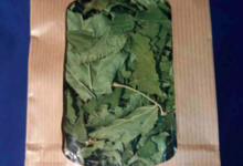 Plantbiorel. Cassis feuilles
