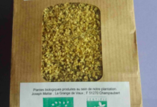 Plantbiorel. Sureau noir fleurs