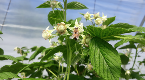 Anne Champenois. Framboises
