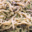 Ferme & Cochonnaille. nouilles asiatiques sautées aux escargots persillade