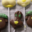 Sacrées Pâtisseries de Zoé Petit. Sucette au chocolat