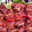 La Boucherie Troyenne. Brochette Agneau à la provençale