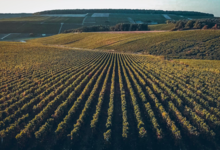 Champagne Jean Josselin