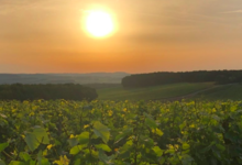 Champagne Jean Josselin