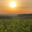 Champagne Jean Josselin