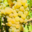 Champagne Jean Josselin