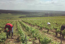 Champagne Jean Josselin