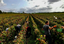 Champagne Jean Josselin