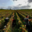 Champagne Jean Josselin