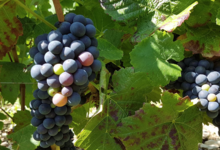Champagne Baudry