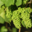 Champagne Baudry