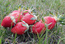 Les Jancélies de Lilie. Fraise