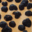 Ferme de Sossa. Truffes