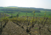 Champagne Péligri