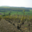 Champagne Péligri