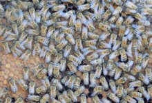 Les ruchers de l'Etoile
