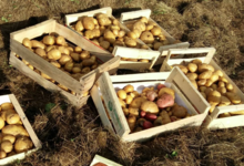 La ferme de Busson. Pomme de terre