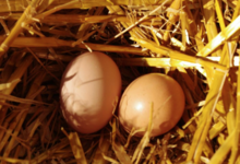 La ferme de Busson. Oeufs